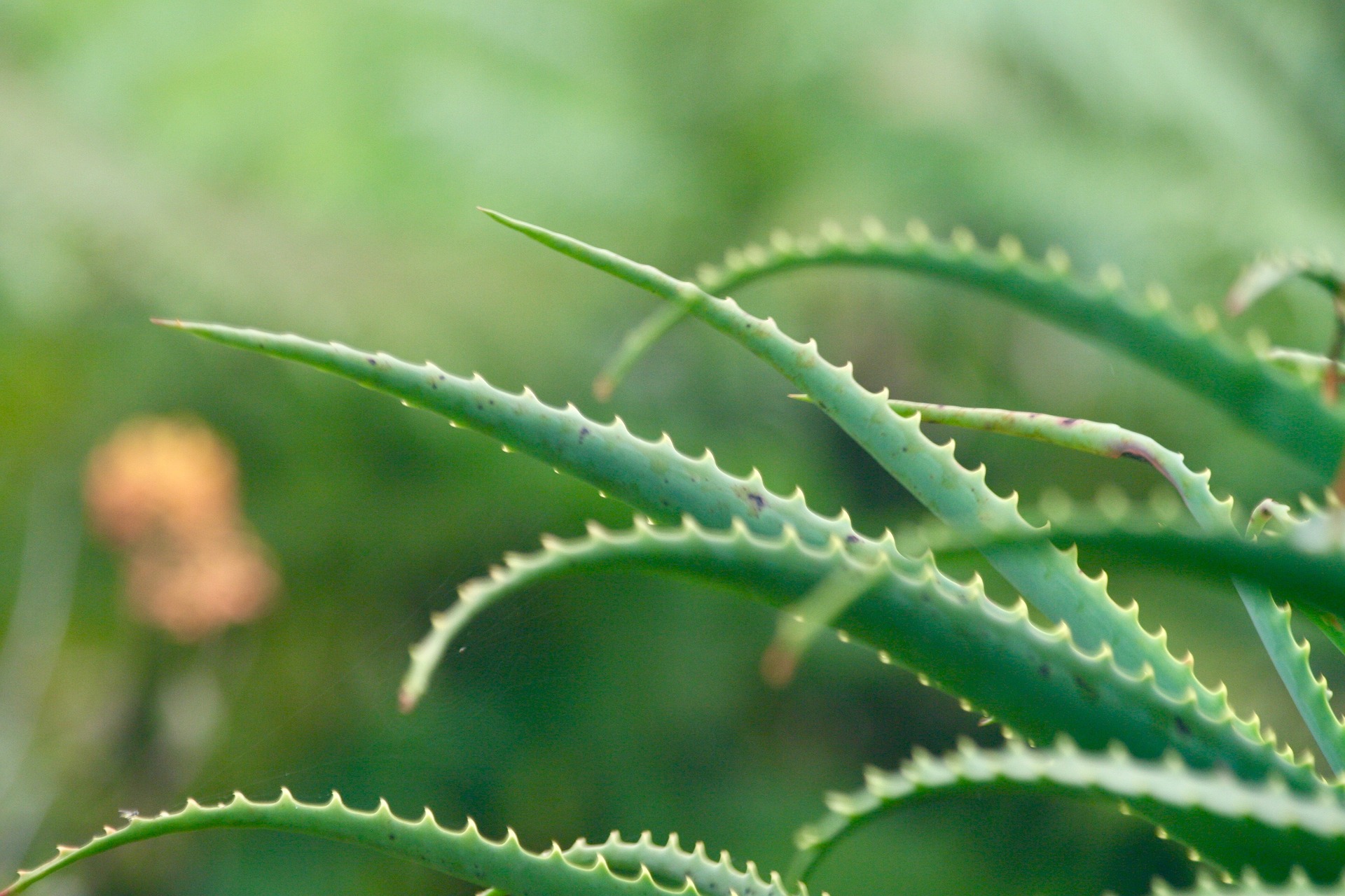 Aloe Vera | La planta de los mil usos